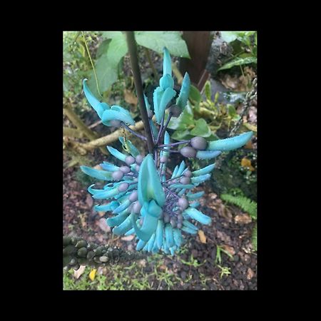 Phoenix Garden Pahoa Εξωτερικό φωτογραφία