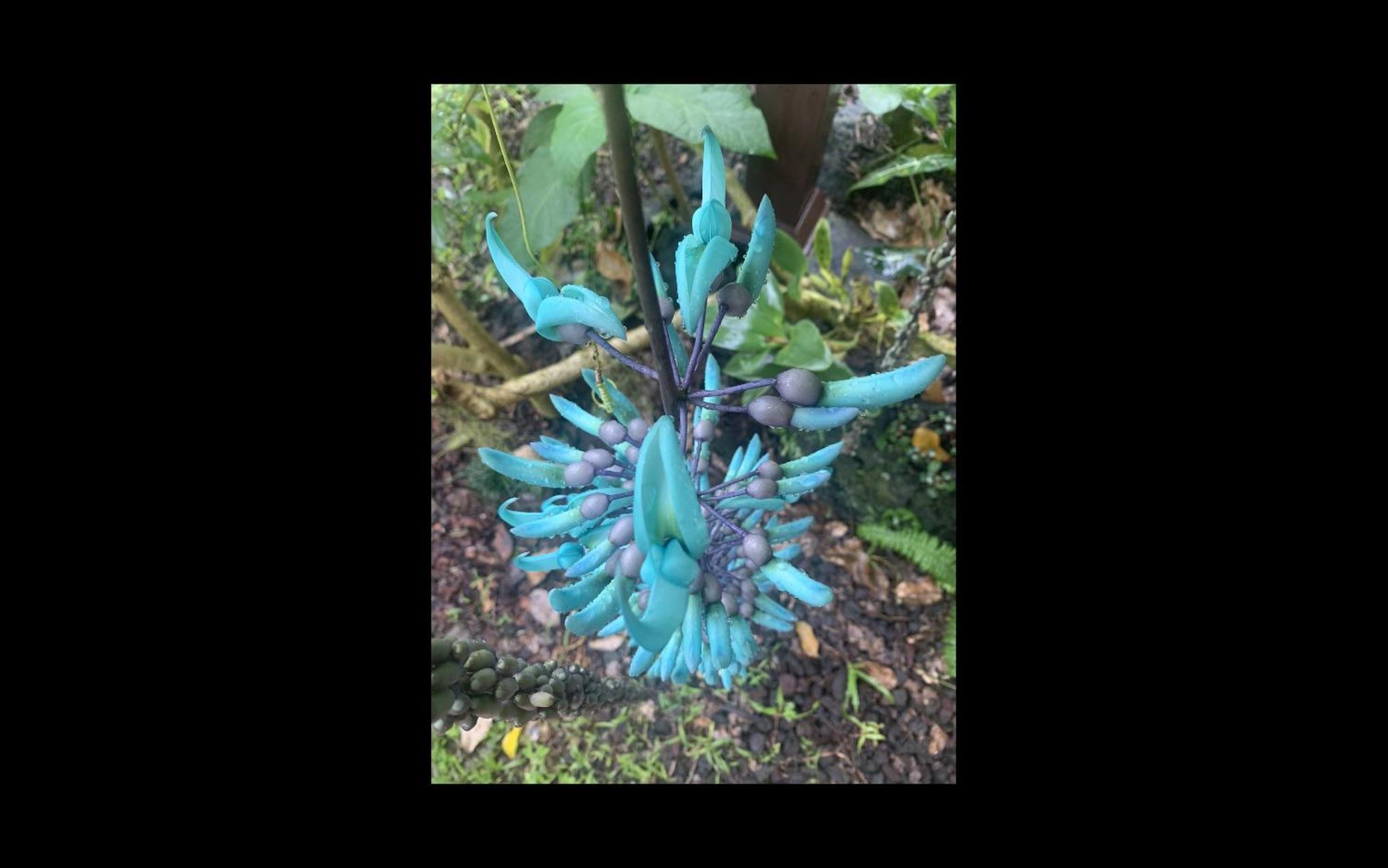Phoenix Garden Pahoa Εξωτερικό φωτογραφία